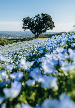 flower field, tree Wallpaper 1640x2360