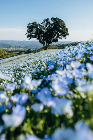 flower field, tree Wallpaper 640x960