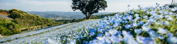 flower field, tree Wallpaper 1590x400