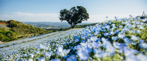 flower field, tree Wallpaper 3440x1440