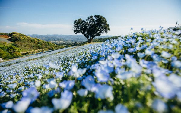 flower field, tree Wallpaper 1920x1200