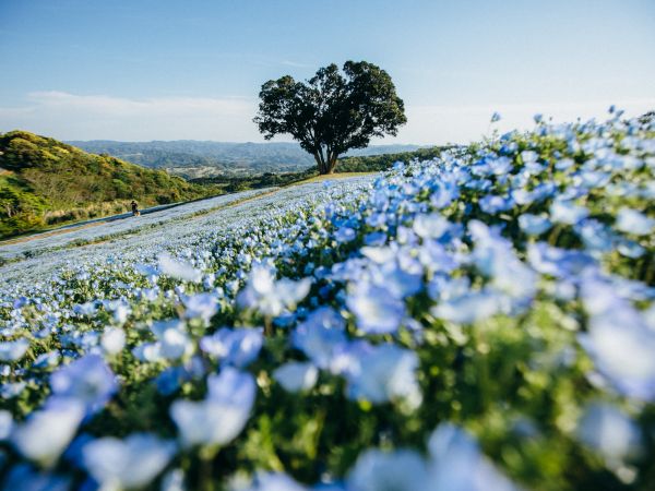 flower field, tree Wallpaper 1024x768