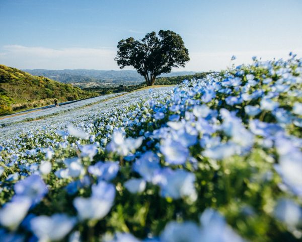 flower field, tree Wallpaper 1280x1024