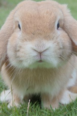 rabbit, pet, mammal Wallpaper 640x960