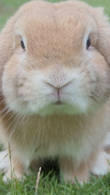 rabbit, pet, mammal Wallpaper 640x1136