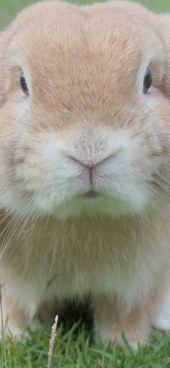 rabbit, pet, mammal Wallpaper 828x1792