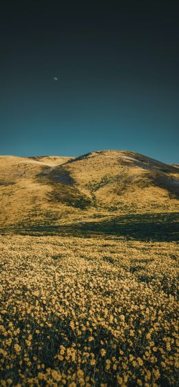 flower field, hills Wallpaper 1080x2340