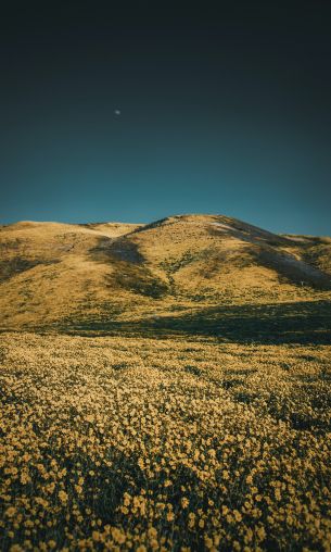 flower field, hills Wallpaper 1200x2000