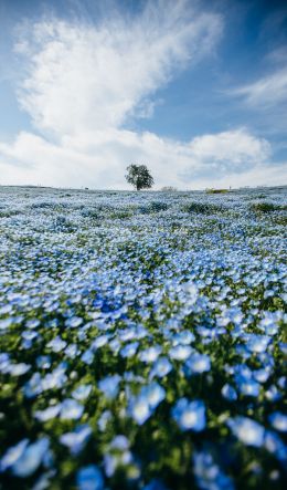 flower field, tree, sky Wallpaper 600x1024