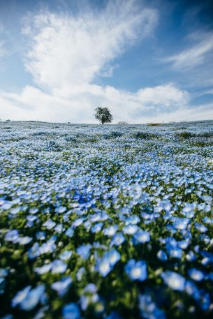 flower field, tree, sky Wallpaper 640x960