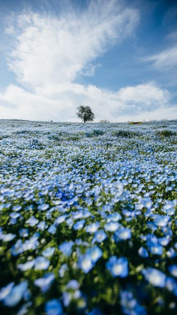 flower field, tree, sky Wallpaper 1080x1920