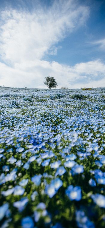 flower field, tree, sky Wallpaper 1080x2340