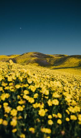 flower field, hills Wallpaper 600x1024