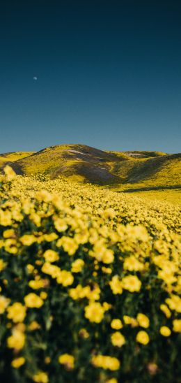 Обои 720x1520 цветочное поле, холмы