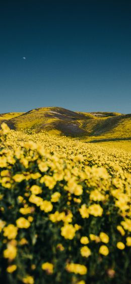 flower field, hills Wallpaper 828x1792