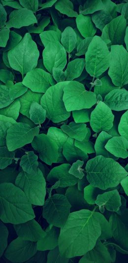 leaves, green Wallpaper 1080x2220