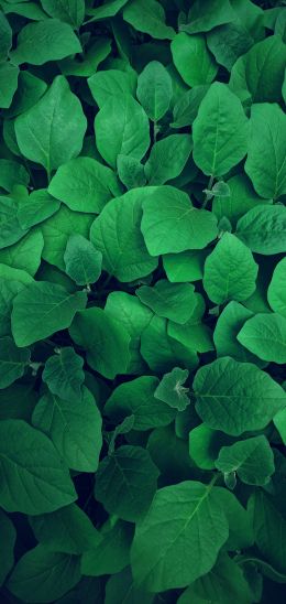 leaves, green Wallpaper 1440x3040