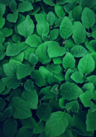 leaves, green Wallpaper 1668x2388