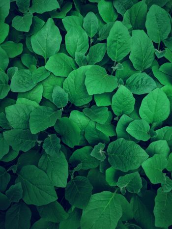 leaves, green Wallpaper 1620x2160