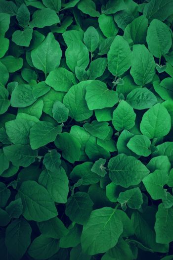 leaves, green Wallpaper 640x960