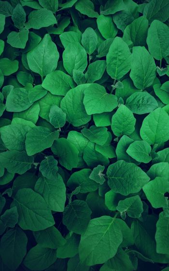 leaves, green Wallpaper 1752x2800