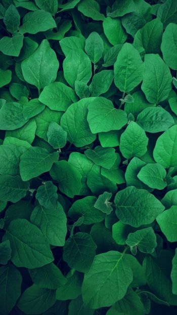 leaves, green Wallpaper 750x1334