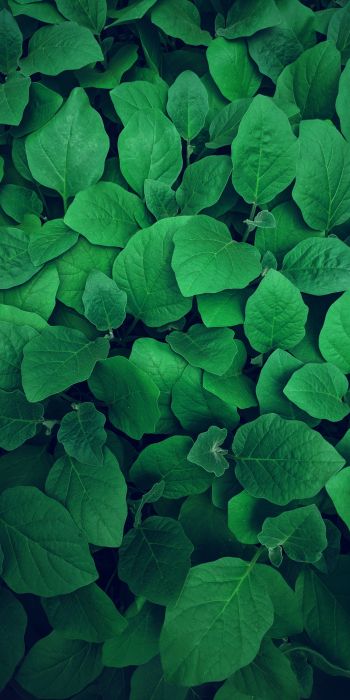 leaves, green Wallpaper 720x1440
