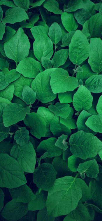 leaves, green Wallpaper 1242x2688