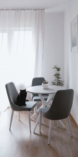 interior, black cat Wallpaper 720x1440