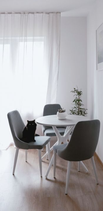 interior, black cat Wallpaper 1080x2220