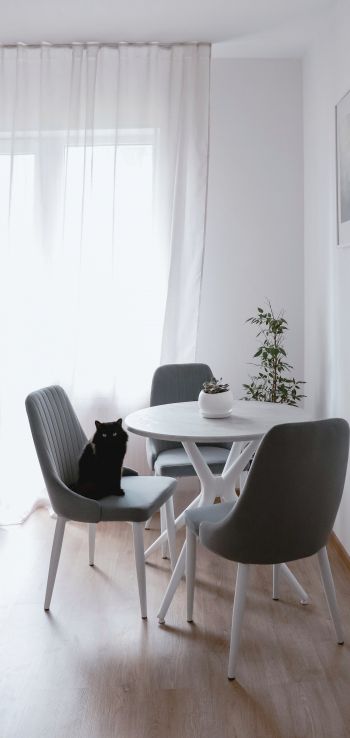 interior, black cat Wallpaper 720x1520