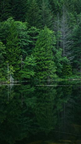 forest, lake, landscape Wallpaper 640x1136