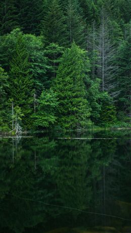 forest, lake, landscape Wallpaper 1440x2560