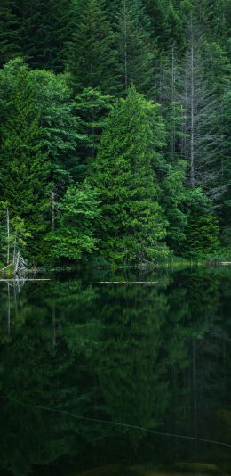 forest, lake, landscape Wallpaper 1440x2960
