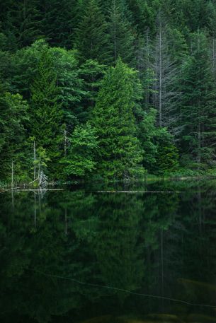 forest, lake, landscape Wallpaper 4912x7360