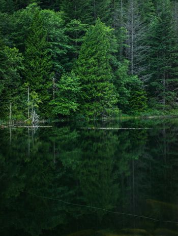 forest, lake, landscape Wallpaper 1536x2048