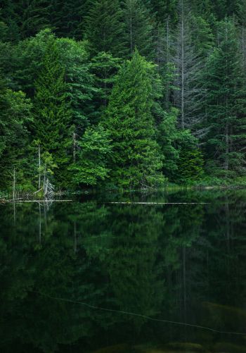 forest, lake, landscape Wallpaper 1668x2388
