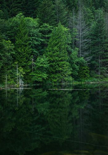 forest, lake, landscape Wallpaper 1640x2360