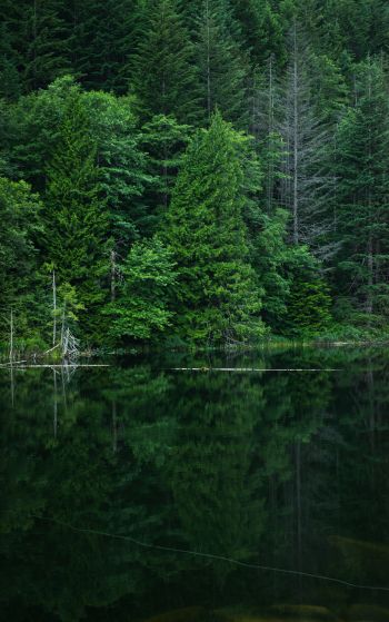forest, lake, landscape Wallpaper 1752x2800