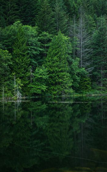 forest, lake, landscape Wallpaper 1200x1920