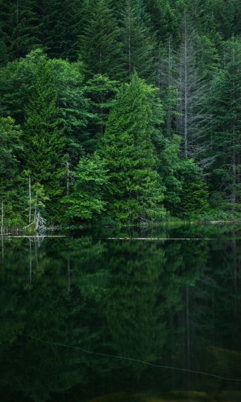 forest, lake, landscape Wallpaper 1200x2000