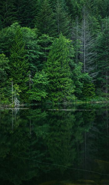 forest, lake, landscape Wallpaper 600x1024