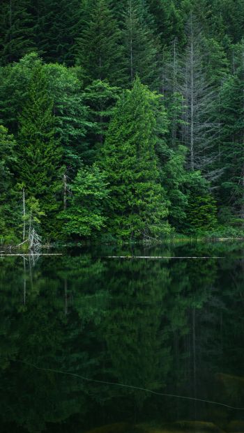 forest, lake, landscape Wallpaper 640x1136