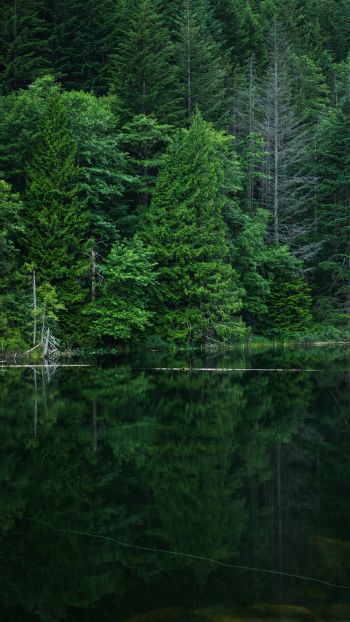 forest, lake, landscape Wallpaper 720x1280