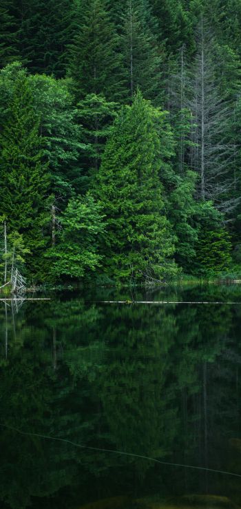 forest, lake, landscape Wallpaper 1440x3040