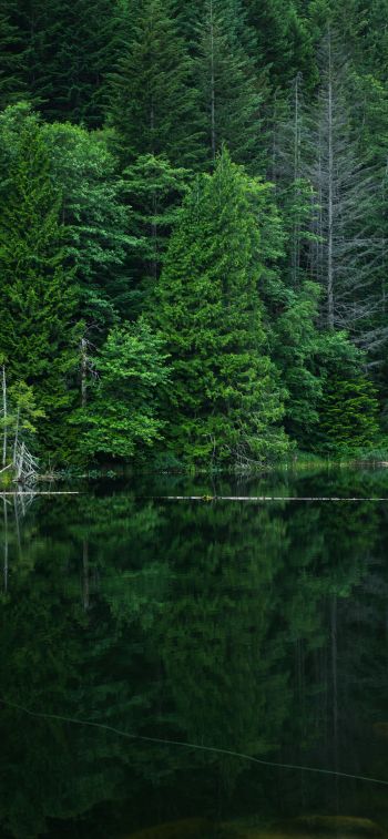 forest, lake, landscape Wallpaper 1125x2436