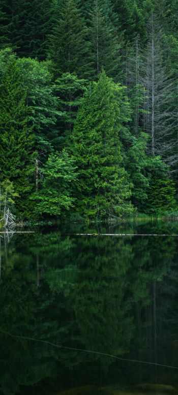 forest, lake, landscape Wallpaper 1440x3200