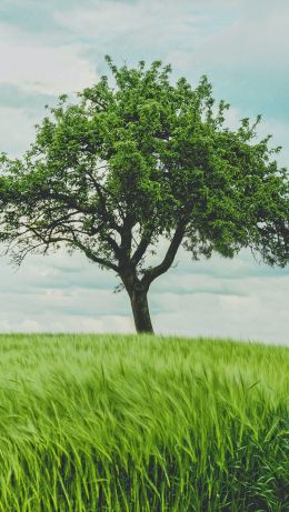 tree, field, landscape Wallpaper 640x1136