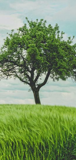 tree, field, landscape Wallpaper 1080x2280