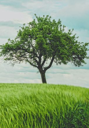 tree, field, landscape Wallpaper 1640x2360